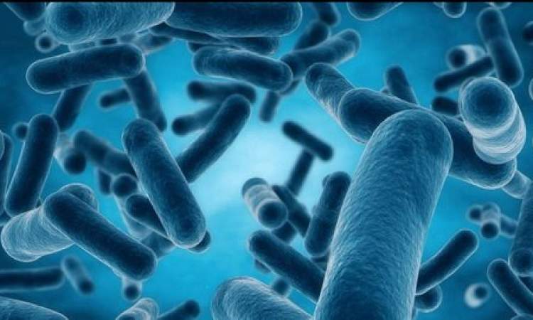 نقش باکتریهای روده در فرآیند تاثیر داروها چیست؟