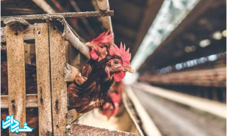 شناسایی اولین مورد ابتلای انسان به نوع جدید آنفلوآنزای مرغی در چین