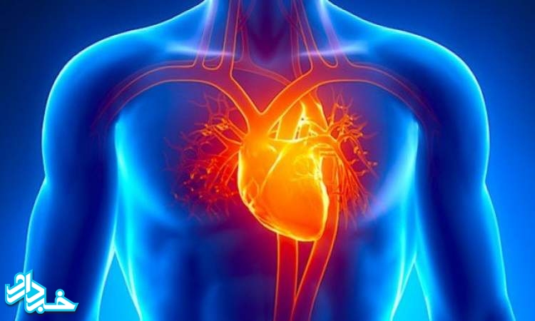 یک گام نزدیک‌تر به درمان نارسایی قلبی با تولید ریزارگان‌های قلب