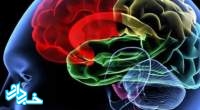 ابداع سیستمی برای رساندن دارو به مغز بر پایه نانو ذرات