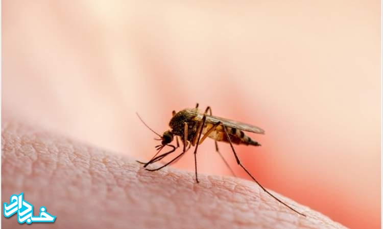 زنگ خطر مالاریا در سیستان و بلوچستان